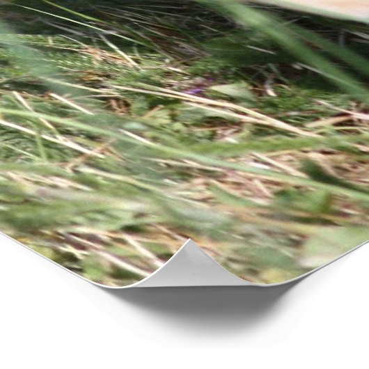 Labrador Retriever Poster (Hoek)