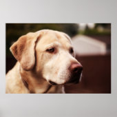 Labrador Retriever Poster (Voorkant)