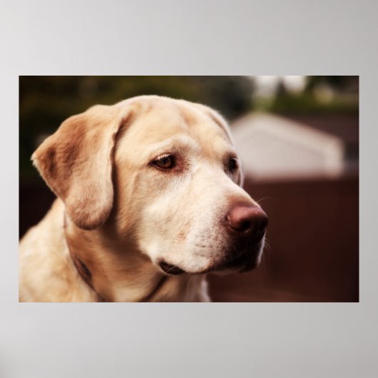 Labrador Retriever Poster (Voorkant)