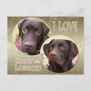Labrador Retriever Postkarte Briefkaart