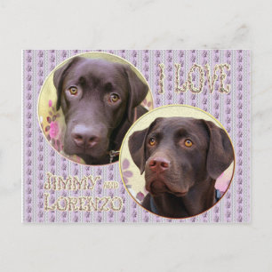 Labrador Retriever Postkarte Briefkaart
