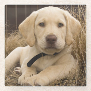 Labrador Retriever pup Glazen Onderzetter