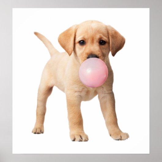 Labrador Retriever Pup Kauwgom Kraam Kamer Kind Poster (Voorkant)