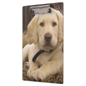 Labrador Retriever pup Klembord (Links)