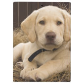 Labrador Retriever pup Klembord (Achterkant)