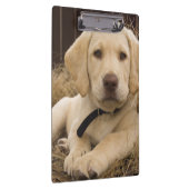 Labrador Retriever pup Klembord (Rechts)