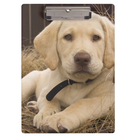 Labrador Retriever pup Klembord (Voorkant)