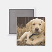 Labrador Retriever pup Magneet (Voorkant / Achterkant)