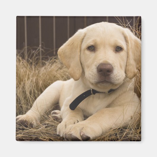 Labrador Retriever pup Magneet (Voorkant)
