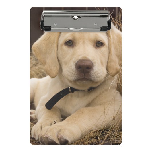 Labrador Retriever pup Mini Klembord (Voorkant)