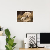 Labrador Retriever pup Poster (Thuiskantoor)