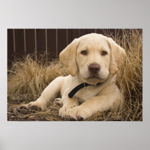 Labrador Retriever pup Poster