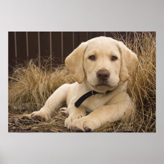Labrador Retriever pup Poster (Voorkant)