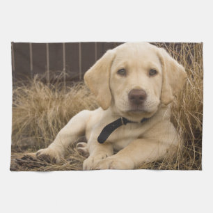 Labrador Retriever pup Theedoek