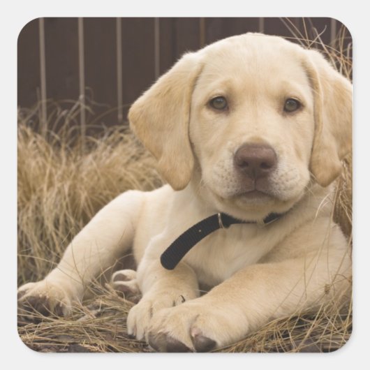 Labrador Retriever pup Vierkante Sticker (Voorkant)