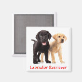 Labrador Retriever Puppies Koelkastmagneet Magneet (Voorkant / Achterkant)