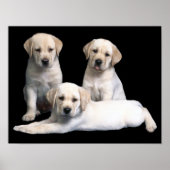 Labrador Retriever Puppies Print (Voorkant)