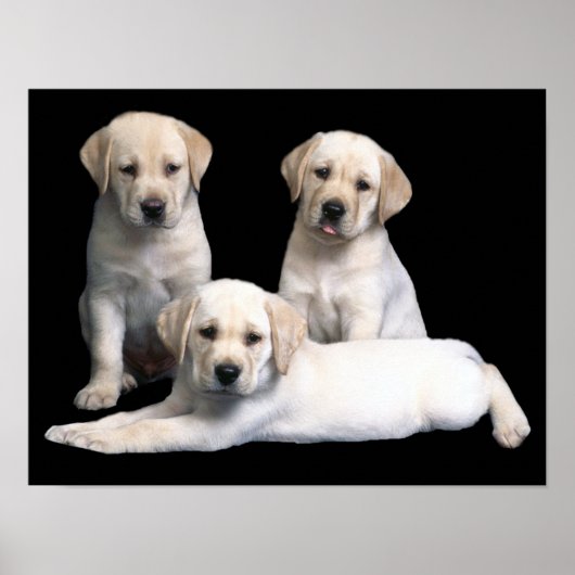 Labrador Retriever Puppies Print (Voorkant)