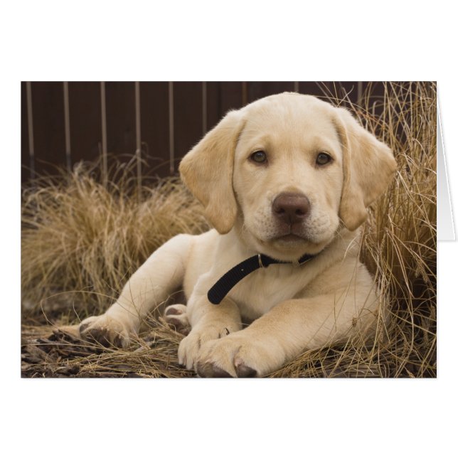 Labrador Retriever puppy (Voorkant Horizontaal)