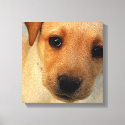 Labrador Retriever Puppy Canvas Print (Voorkant)