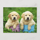 Labrador Retriever Puppy Dog Briefkaart (Voorkant)