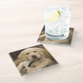 Labrador Retriever puppy Glazen Onderzetter (Schuin)