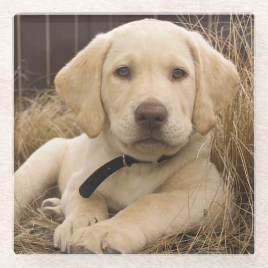 Labrador Retriever puppy Glazen Onderzetter (Voorkant)