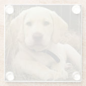 Labrador Retriever puppy Glazen Onderzetter (Achterkant)