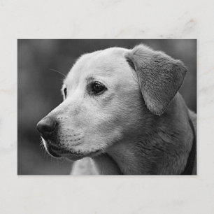 Labrador Retriever Puppy Hond Postkaart