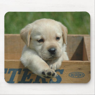 Labrador Retriever Puppy Honden Muismat