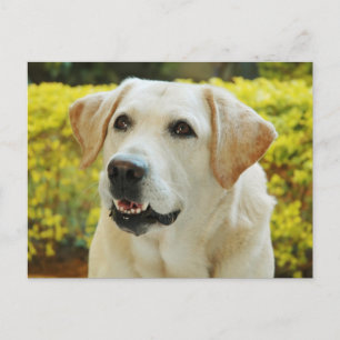 Labrador Retriever Puppy Hondenskaart Briefkaart