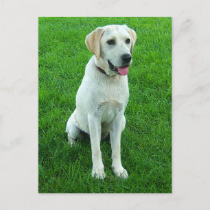 Labrador Retriever Puppy Hondenskaart Briefkaart