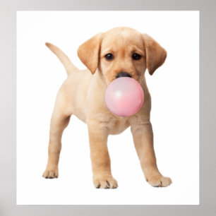 Labrador Retriever Puppy Kauwgom Peuter Poster