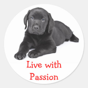 Labrador Retriever Puppy Live Met Passie Sticker