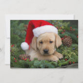 Labrador Retriever Puppy Met Sinterklaas Hoed Feestdagenkaart (Voorkant)