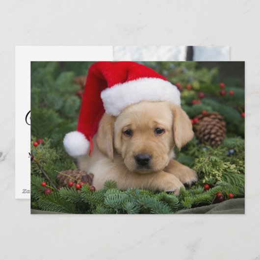 Labrador Retriever Puppy Met Sinterklaas Muts Feestdagenkaart (Voorkant / Achterkant)