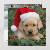 Labrador Retriever Puppy Met Sinterklaas Muts Feestdagenkaart (Voorkant / Achterkant)