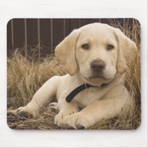 Labrador Retriever puppy Muismat