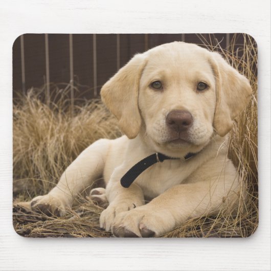 Labrador Retriever puppy Muismat (Voorkant)