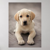 Labrador Retriever Puppy Poster (Voorkant)