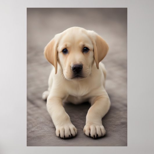 Labrador Retriever Puppy Poster (Voorkant)