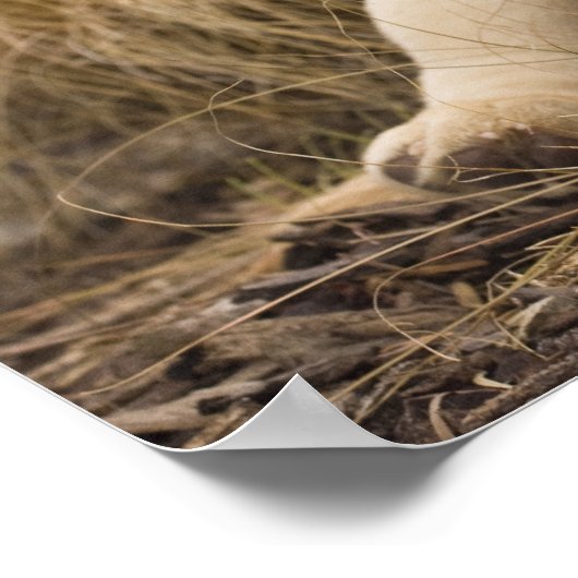 Labrador Retriever puppy Poster (Hoek)