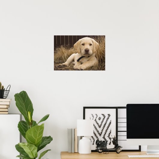 Labrador Retriever puppy Poster (Thuiskantoor)