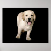 Labrador Retriever Puppy Print (Voorkant)