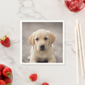 Labrador Retriever Puppy Servet (Insitu)