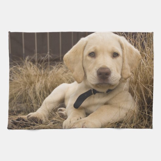 Labrador Retriever puppy Theedoek (Horizontaal)