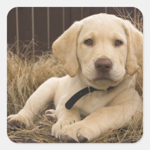 Labrador Retriever puppy Vierkante Sticker