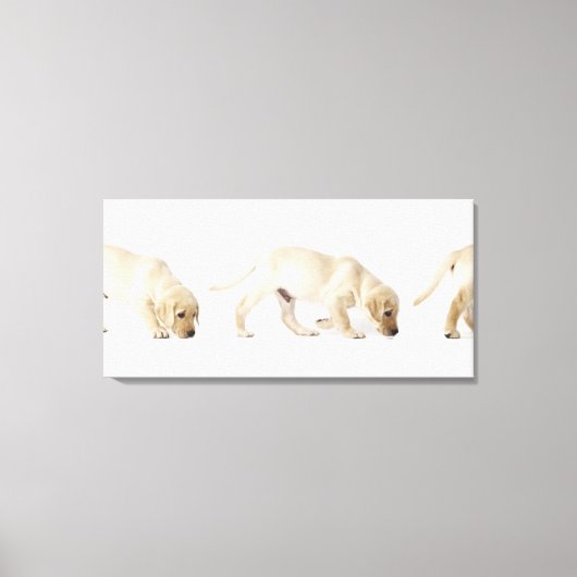 Labrador Retriever Puppy Walking 2 Canvas Afdruk (Voorkant)