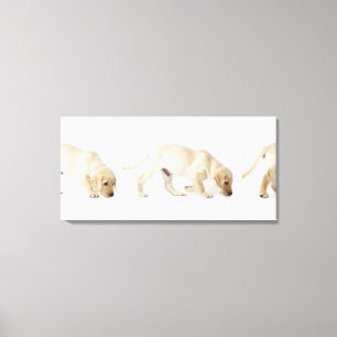 Labrador Retriever Puppy Walking 2 Canvas Afdruk