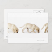 Labrador Retriever Puppy Walking Briefkaart (Voorkant / Achterkant)